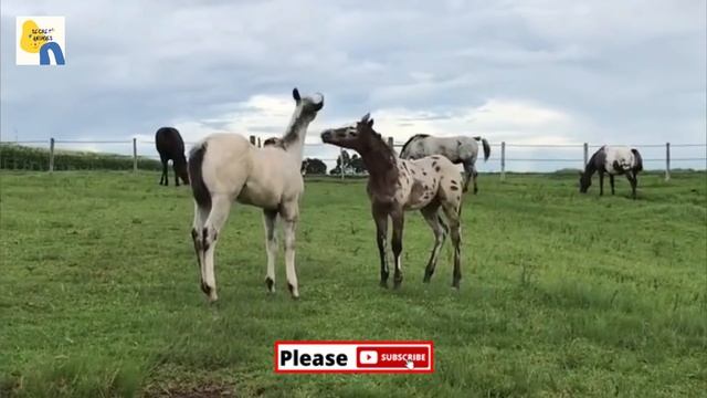Clydesdale Horse Breed Mutation Courses Online in United States смотреть онлайн