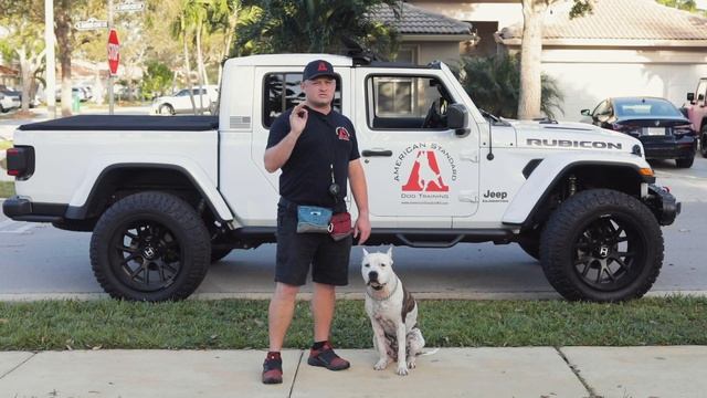 DO NOT TRAIN YOUR DOG WITH TREATS! Professional Dog Trainer Food Training Secrets Revealed! смотреть онлайн