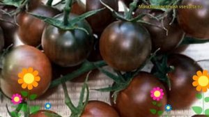 Томат обыкновенный Вишенка черная. Краткий обзор, описание характеристик Vishenka chernaia
