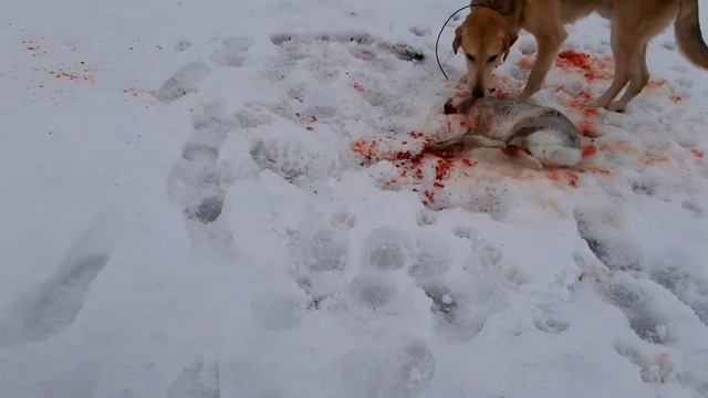 Охота на Зайца, закрытие сезона 19/20г( Гринпису не смотреть много крови) смотреть онлайн