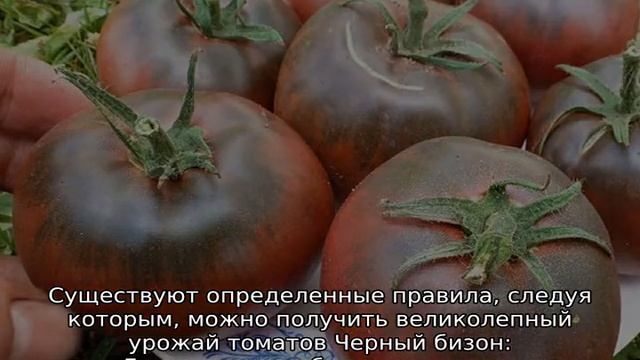 Томат Черный бизон смотреть онлайн