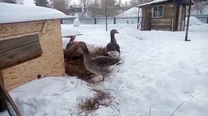 Кормление и диета гусей.Готовимся к яйцекладке.