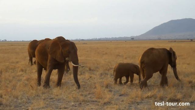 Семья слонов завтракает на рассвете (Family of elephants have a breakfast at early morning) смотреть онлайн