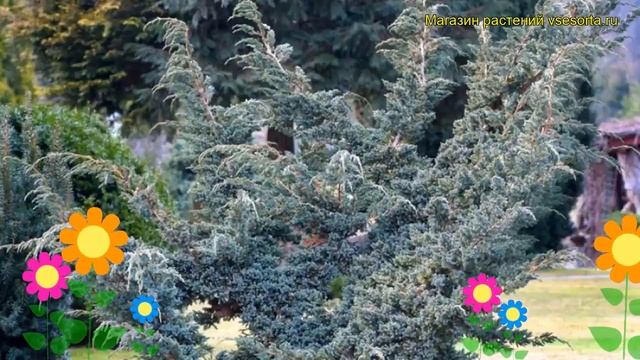 Можжевельник чешуйчатый Мейери. Краткий обзор, описание характеристик juniperus squamata Meyeri смотреть онлайн