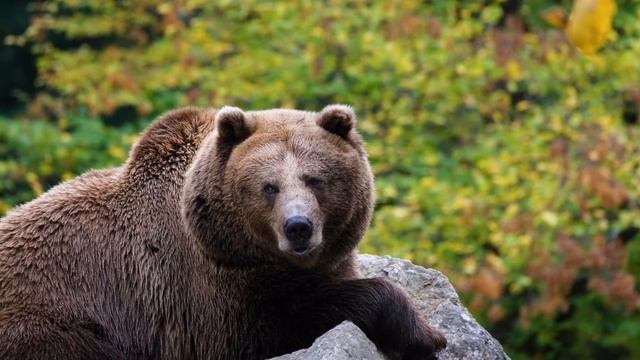 Зимняя спячка медведя смотреть онлайн