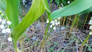 Ландыши. Как правильно ухаживать за ландышами, чтобы они цвели