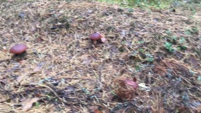 Боровики Нижегородки сентябрь 2018 смотреть онлайн