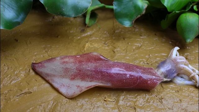 Stop Motion ASMR - Reds Fish Octopus Yellow Frog Petsmart eel in hole Primitive Cooking Cuckoo смотреть онлайн