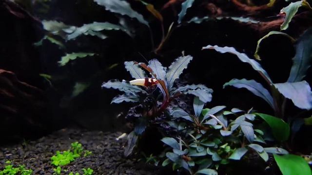 Любимые буцефаландры и креветки? смотреть онлайн