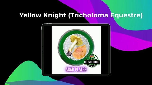 Yellow Knight Mushroom (Tricholoma Equestre) - The ? Mushroom Network #mushroomfacts #fungi смотреть онлайн