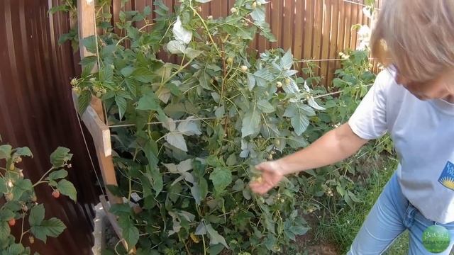 Шпалера (подвязка) для малины своими руками смотреть онлайн
