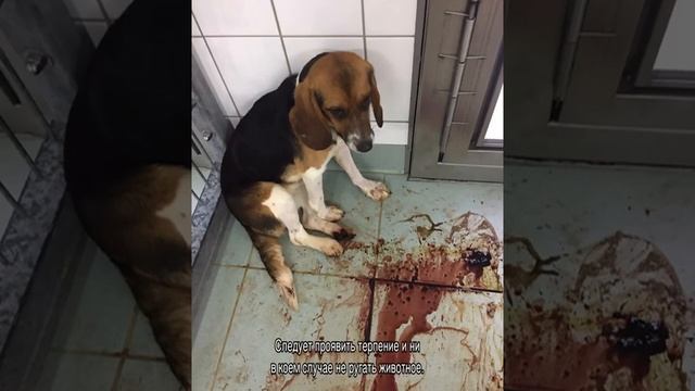 Советы для владельцев кошек и собак