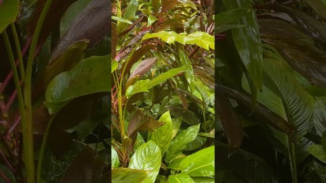 Beauty of Big Island's Nature, Hawaii for Vertical Displays -Relax Video with Soothing Nature Sound смотреть онлайн
