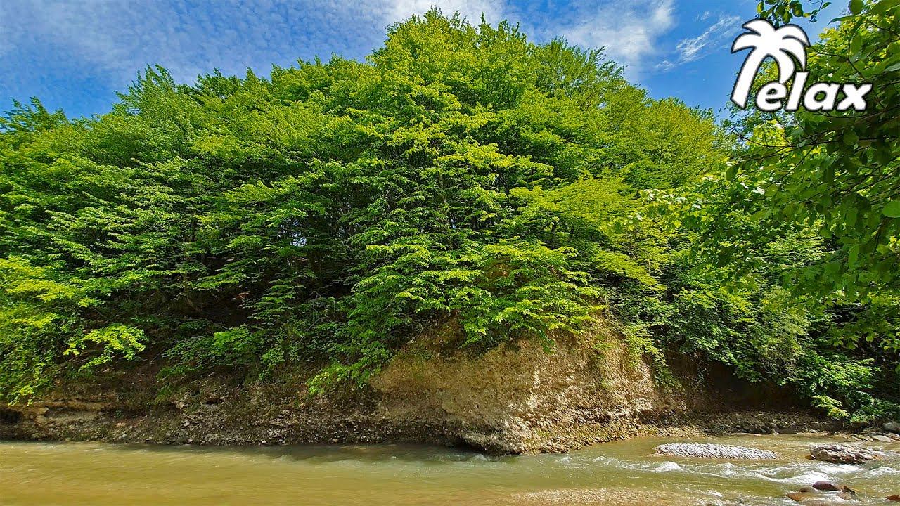 River Sounds and Bird Signing for Long Sleep смотреть онлайн