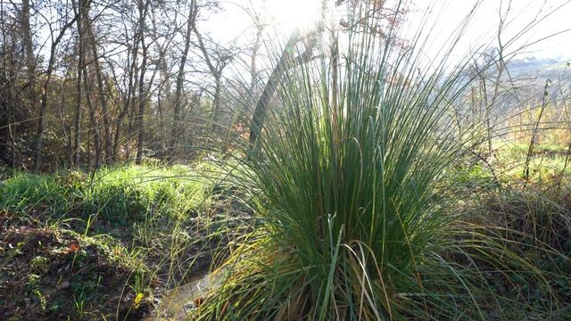 Полезное растение для курятника. Зимний лесосад. Кортадерия. Османтус. Зимний пруд смотреть онлайн