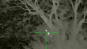 Охота на волка с электронным манок