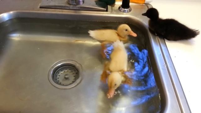 Baby Ducks In A Sink p2 смотреть онлайн