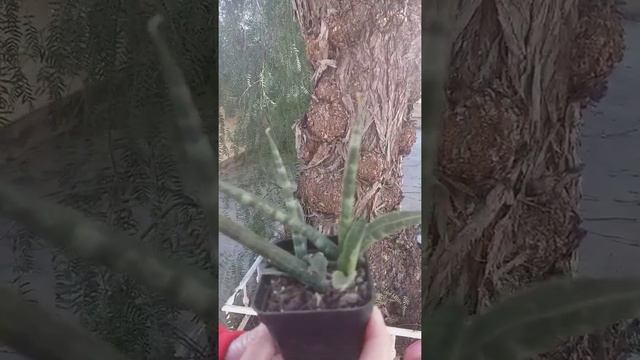 Caktuky. Sansevieria bacularis (Mikado) Cactus Coleccion. смотреть онлайн