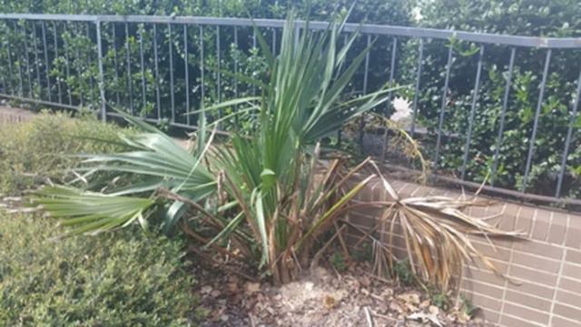 Palm trees around Raleigh North Carolina смотреть онлайн