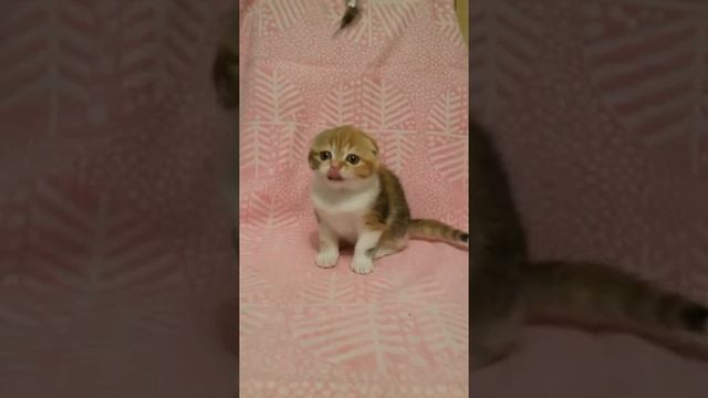 Шотландская вислоухая кошечка смотреть онлайн