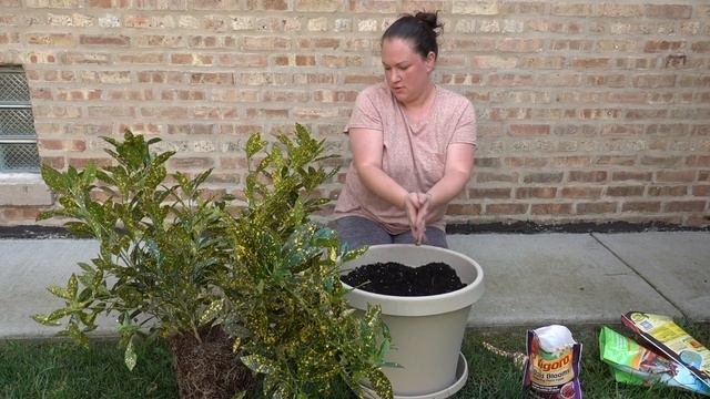 HUGE Croton Repotting | Repot day! смотреть онлайн