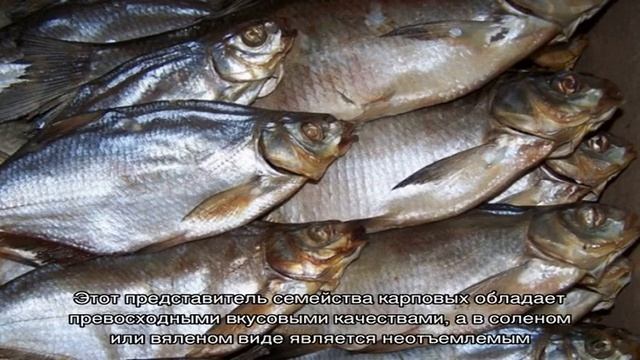 Магия Вкуса