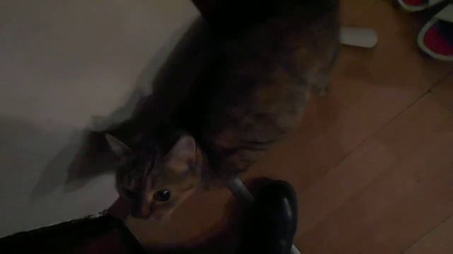 Я сижу у входной двери... Кошка Ромашка встречает:) смотреть онлайн