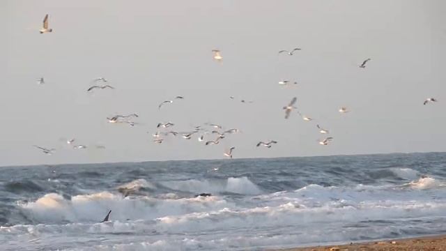 Затока. Черное море. Чайки над волнами. / Zatoka. Black Sea. Seagulls over waves. смотреть онлайн