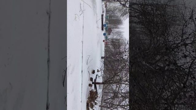 Разведение кролика диким методом #лес #природа #животные #бушкрафт #выживание #охота смотреть онлайн