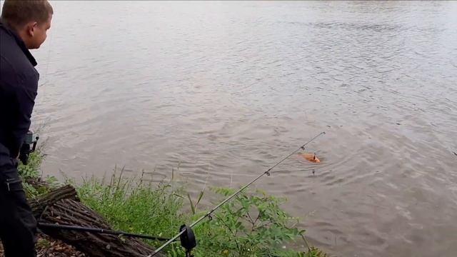 Ловля карпа в сентябре ,БОНУС Золотой Карп смотреть онлайн