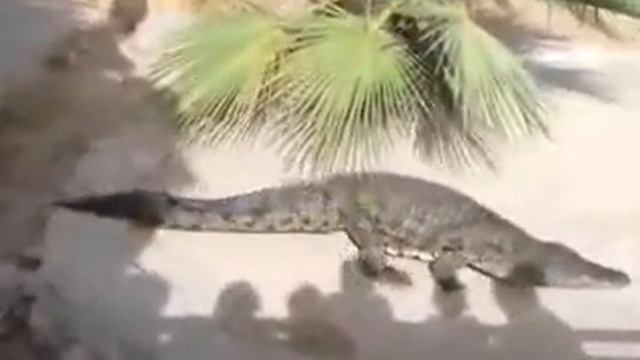 Крокодиловая ферма остров Джерба Тунис смотреть онлайн