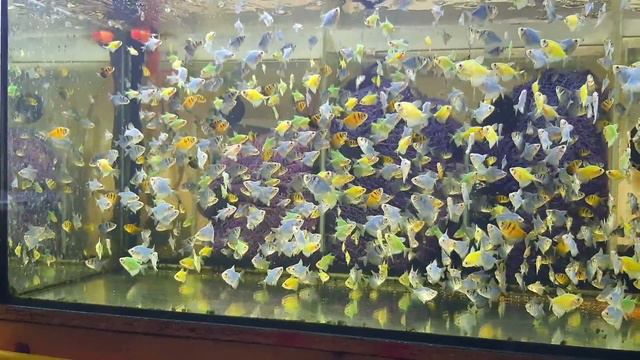 Запустил самцов Барбусов на стайный нерест, самки завтра. С разводни смотреть онлайн