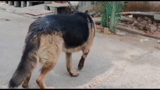 HEAVY BONE GERMAN SHEPHERD MALE ADULT FOR SALE IN TELUGU|| 8341646473|| #dogs #germanshepherd смотреть онлайн