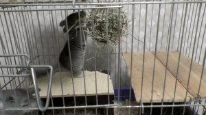 Как ухаживать за шиншиллой