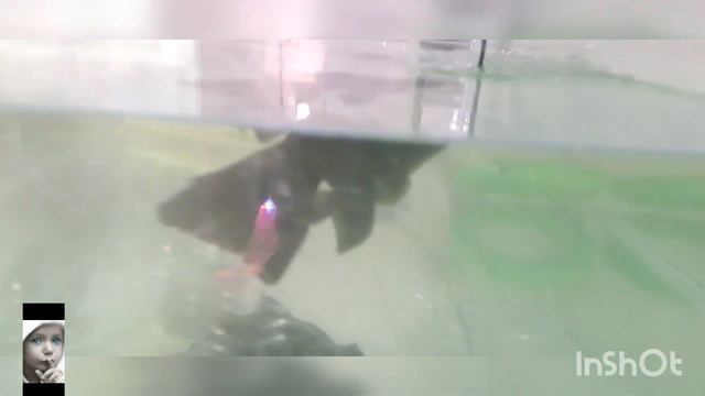 Рыба Телескоп лечение //73  Teleskop Baliqlarni Davolash //73