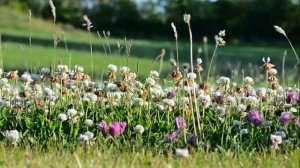 Релаксирующая музыка спокойная музыка без слов релакс музыка Relaxing music calm