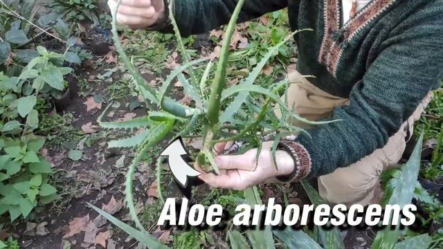 Aloe - Especies y forma de uso смотреть онлайн