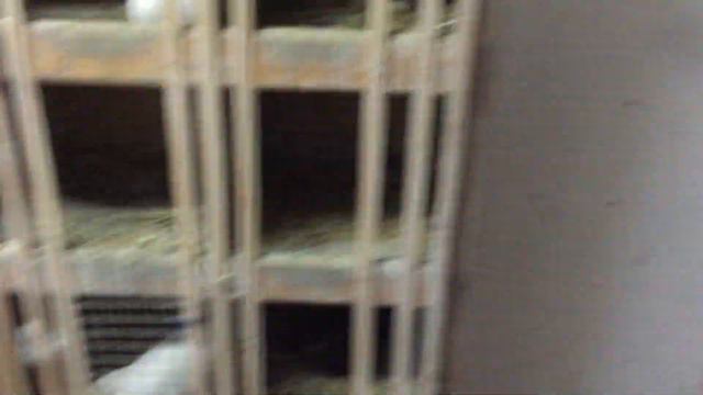 Жёсткий отбор голубей!15.02.19г смотреть онлайн