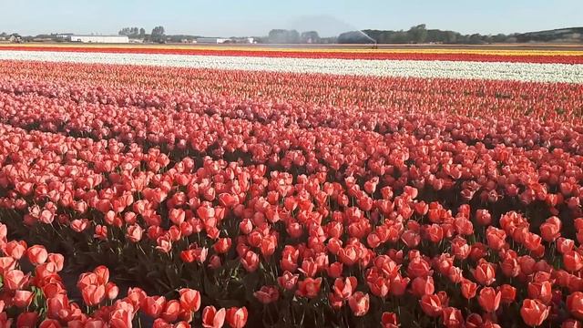 Tulip Van Eijk and Purissima on the fields of P.Pennings смотреть онлайн