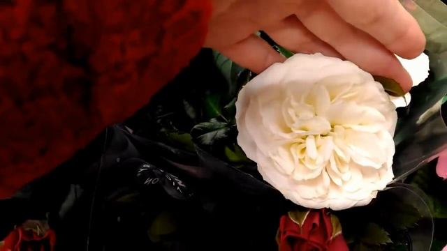 АШАН: ОРХИДЕИ и др. ЦВЕТЫ,26.01.2019.