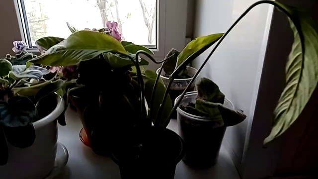 Мои комнатные цветы. смотреть онлайн