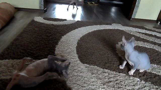 мое звериное утро))))))))))))) смотреть онлайн