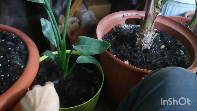 Уход за комнатные цветами. смотреть онлайн