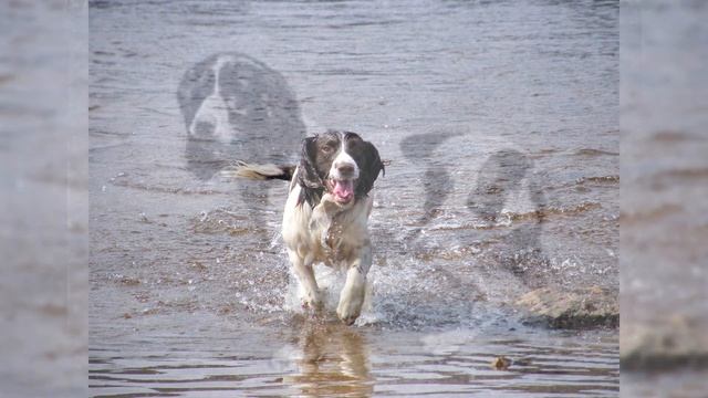 Английский Спрингер Спаниель. Плюсы и минусы, Цена, Как выбрать, Факты, Уход, История смотреть онлайн
