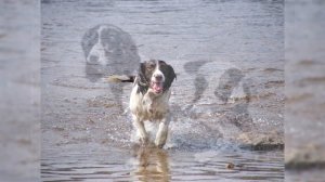 Английский Спрингер Спаниель. Плюсы и минусы, Цена, Как выбрать, Факты, Уход, История