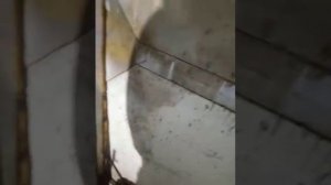 Шноркель или египетский соБоль.