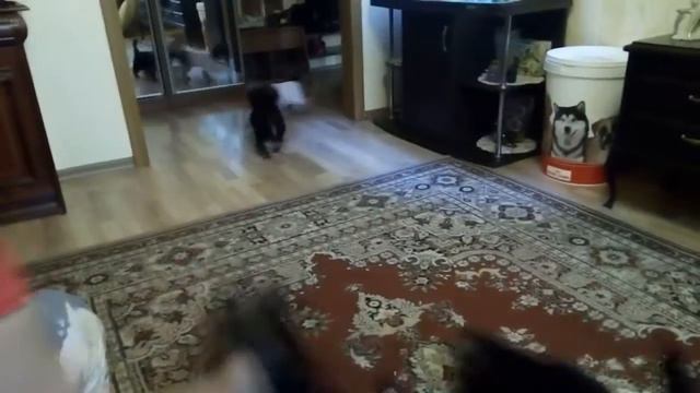 ЩЕНКИ ЙОРКШИРСКОГО ТЕРЬЕРА