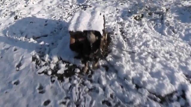 Снег в мае.  2017. Потеряевка.