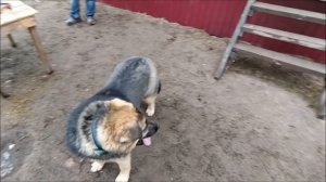 Команда "Нельзя" для собаки (щенка). Как научить, с чего начинать, как проверить знание команды.