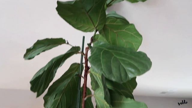 FICUS LYRATA COLLECTION || Fiddle Leaf Plant Tour + Fiddle Leaf Fig Care Tips